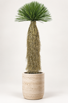 Artificial Green Yucca Rostrata Plant 5 Feet