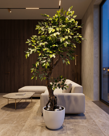 Artificial Twisted Trunk Ficus Tree 6 Feet